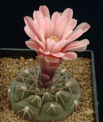 Gymnocalycium_mucidum